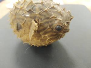 lot 509 image: taxidermy Pufferfish