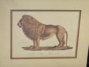 Fun Lion Themed Print by Karl Broatmann