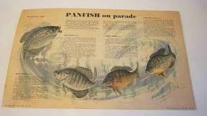 lot 136 image: 1960s Original Print Panfish on Parade Text by Jack Connor -Illustrated By Les C. Kouba