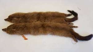 lot 338 image: Two Vintage Mink Pelts