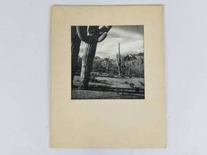 lot 31 image: Vintage Saguaro Cactus Photo