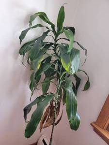 lot 63 image: Dracaena Plant Bundle