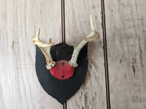 lot 60 image: Mounted Antlers See Photos ...