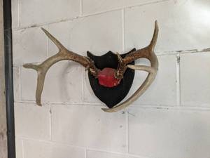 lot 61 image: Mounted Antlers One is Broken See...