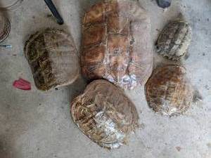 lot 83 image: (5) Turtle Shells Various Sizes L...