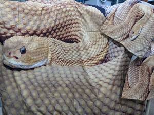 3 Piece Baslilsk Rattlesnake Reptile Bedding Set, Twin Long