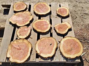 (10) CEDAR Log Slices - Approx. 8 to 13 x 1 - These have been dried