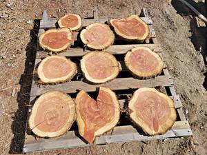 (10) CEDAR Log Slices - Approx. 8 to 11 x 1 - These have been dried