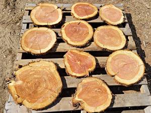 (10) CEDAR Log Slices - Approx. 9 to 14 x 1 - These have been dried