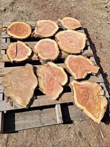 (10) CEDAR Log Slices - Approx. 9 to 14 x 1 - These have been dried
