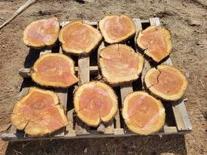 (10) CEDAR Log Slices - Approx. 11 to 14 x 1 - These have been dried