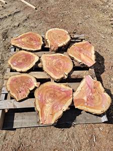 (8) CEDAR Log Slices - (7) are Approx. 11 to 15 x 1 and (1) is Approx. 15 x 3.5 - These have been dried