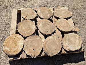 (10) BIRCH Log Slices - Approx. 13 x 1 - These have been dried