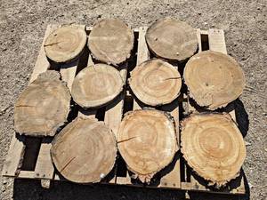 (10) BIRCH Log Slices - Approx. 13 x 1 - These have been dried