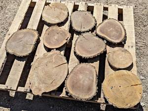 (10) BIRCH & BLACK WALNUT Log Slices - Approx. 13 x 1 - These have been dried