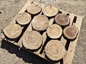 (10) BIRCH & BLACK WALNUT Log Slices - Approx. 13 x 1 - These have been dried