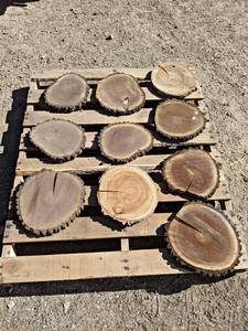 (10) BIRCH & BLACK WALNUT Log Slices - Approx. 13 x 1 - These have been dried