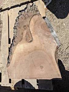 BLACK WALNUT Live Edge Slab - Approx. 33.5 x 24 x 2 Overall  - Not Kiln Dried