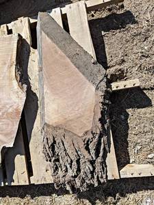 BLACK WALNUT Live Edge Slab - Approx. 42 x 16.5 x 2 Overall  - Not Kiln Dried