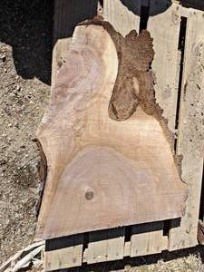 BLACK WALNUT Live Edge Slab - Approx. 27 x 23 x 2 Overall  - Not Kiln Dried