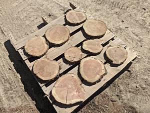 (10) CEDAR Log Slices - Approx. 8 to 11 x 1 - These have been dried