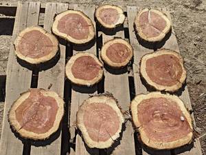 (10) CEDAR Log Slices - Approx. 8 to 12 x 1 - These have been dried