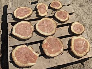 (10) CEDAR Log Slices - Approx. 8 to 12 x 1 - These have been dried