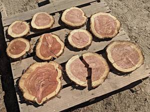 (10) CEDAR Log Slices - Approx. 8 to 13 x 1 - These have been dried
