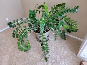 lot 20 image: Huge Healthy House Plant Zamia