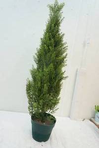 spruce shrub