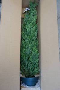 spruce shrub