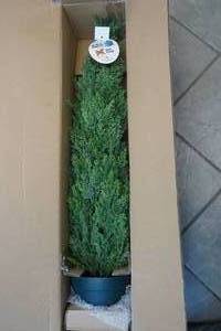 spruce shrub