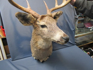 lot 53 image: Whitetail Mount