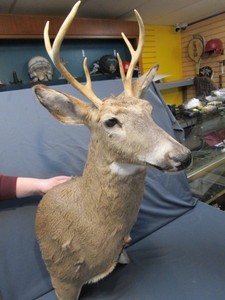 lot 80 image: Whitetail Mount