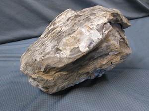 lot 58 image: Petrified Wood