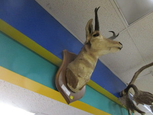 lot 365 image: Kudo Taxidermy Mount