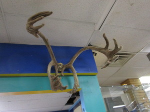 lot 258 image: Elk Horns in Velvet Mount