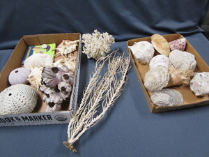 lot 452 image: Sea Shells, Coral