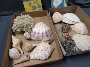 lot 455 image: Sea Shells, Coral