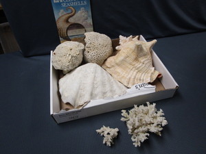 lot 464 image: Shells, Coral