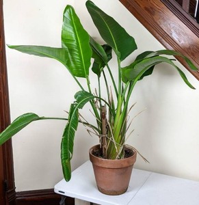 lot 66 image: White Bird of Paradise (Strelitzia Nicolai) House Plant