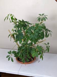 lot 59 image: Dwarf Umbrella Tree (Schefflera) Indoor House Plant