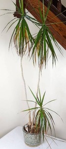 lot 58 image: Dragon Tree (Dracaena Marginata) House Plant