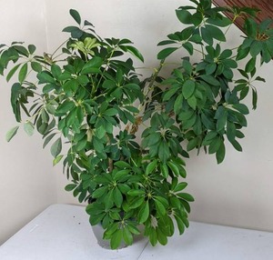 lot 54 image: Dwarf Umbrella Tree (Schefflera) Outdoor Plant