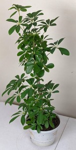 lot 53 image: Dwarf Umbrella Tree (Schefflera) Indoor House Plant
