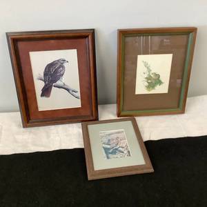 Wildlife Pictures