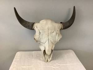Steer Skull