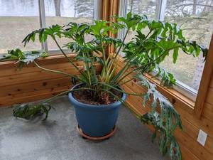 Beautiful Large 25-Year-Old Potted House Plant