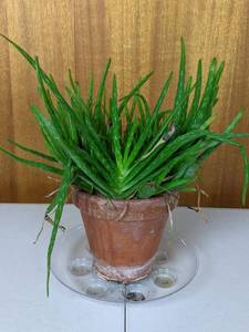 Potted Aloe Plant
