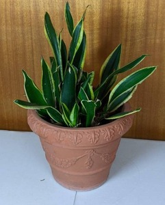Potted Dracaena Trifasciata (Snake Plant)